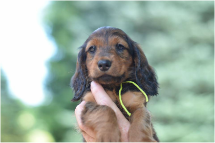 Red sable long haired sales dachshund